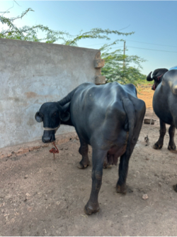 Bhes Vechvani