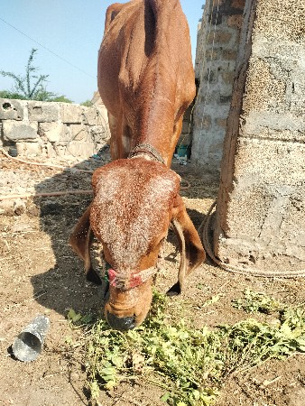 વાછરડી આપવાની છે