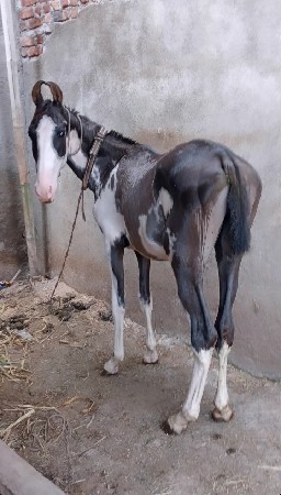 વશૈરો દેવાનો છે
