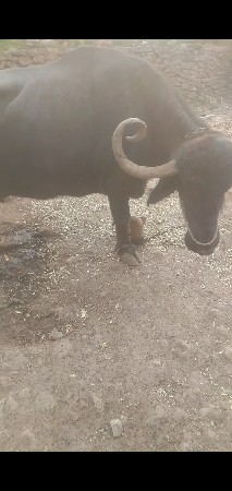 ભેંસ વેચવાની છે