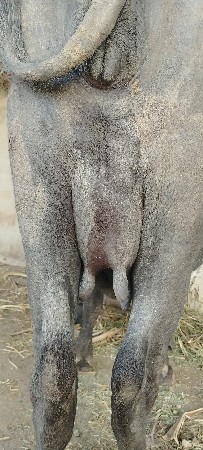 ભેંસ વેચવાની 6