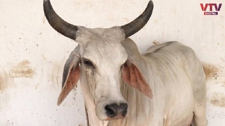દેસી ગાય વેચવાની છે