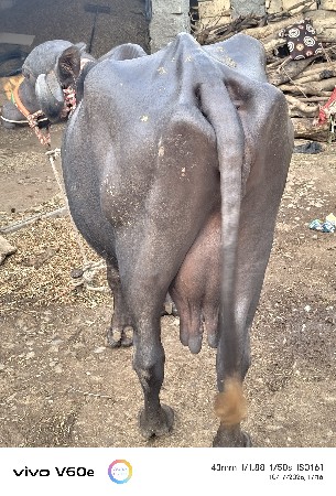 આ ભેંસ વેચવાની છે