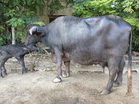 ભેંસ વેચવાની છે
