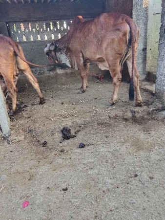 ગામ ભાણવડ ત્રીજું વેતર વ્યાસે