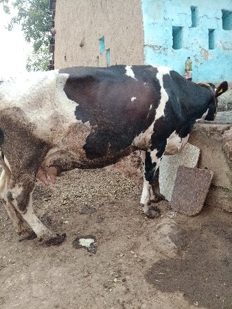 એચ. એફ. ગાય વેચવાની છે