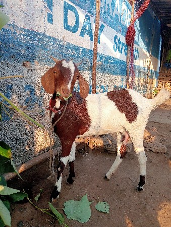 બકરી