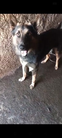German shepher kutra 10 Mahina 9