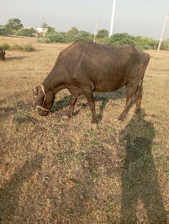 ખડેલી વેચવાની છે