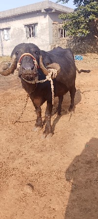 આ ભેંસ વેચવાની છે