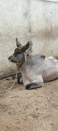 2000 ગુડ લો