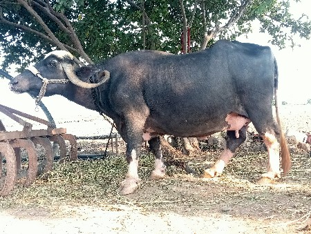 ભેષ 3 વેતર સાવસોજી