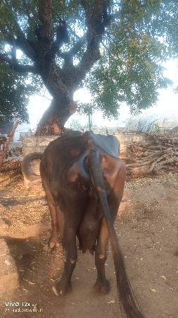 વેચવાની
