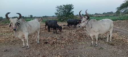 આ બળદ વેચવાના છે