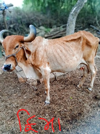 ગાય ફીમાં આપવા ની છે