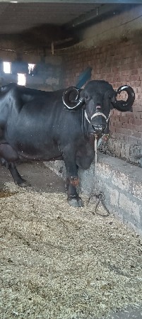 ભેંસ વેચવાની છે