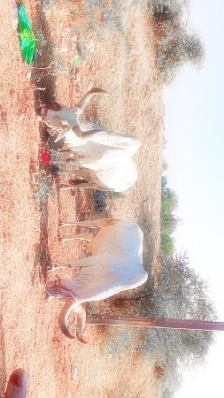 3G Sathi Dharma durai phool jawab