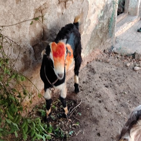 બકરો વેચવાનો છે