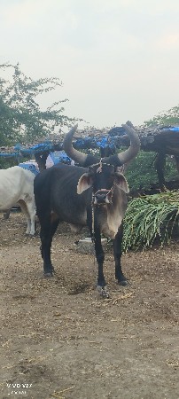 ગોઢલા વેચવાના છે
