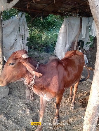 વાશડી