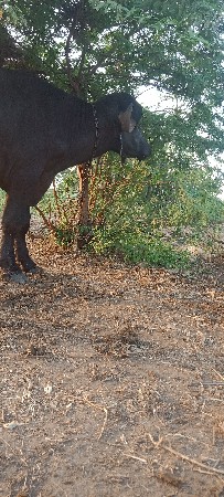 પાડો વેચવાનો છે