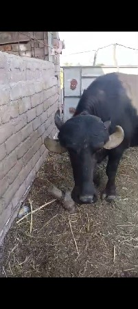 ચારે ખડાયા પેરિયાત