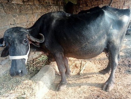 આ ભેંસ વેચવાની છે મહિના દિની વાળેલ