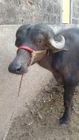 ખડેલી વેચવાની છે