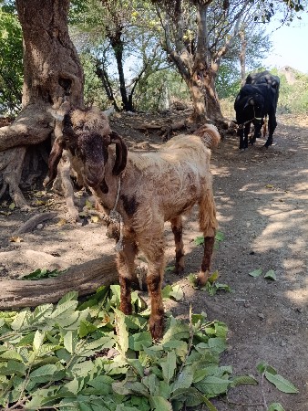 આ બકરો વેચવાનો છે એક વર્ષનો છે