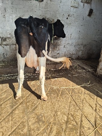 ગાય વેચવાની છે