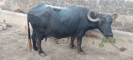4 વેતર ની ભેંશ વેચવાની છે