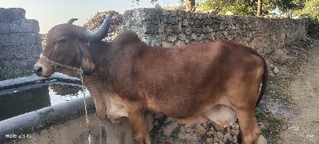 ગાય વેચવાની છે