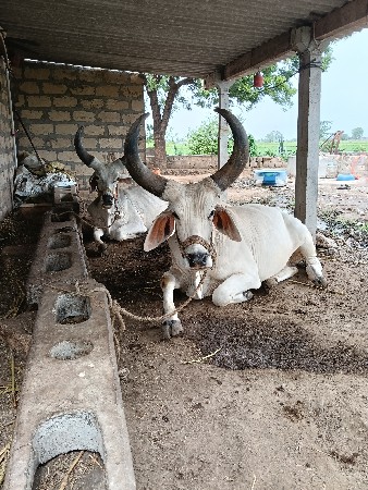 ગોધલા આપી દેવા ના છે