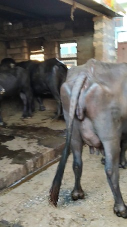 વેચવાની