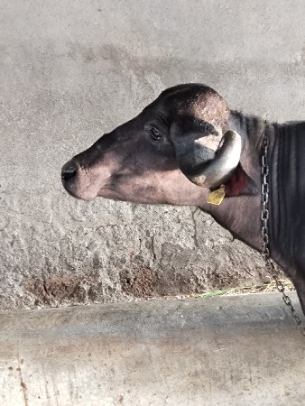 પેલા વેતર ની ખળેલી વેચવાની છે