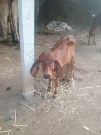 ગાય વેચવાની છે
