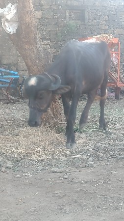 ખડેલી