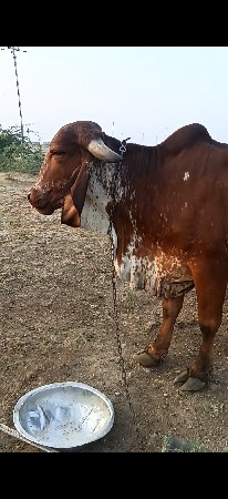 પેલૂ.વેતર