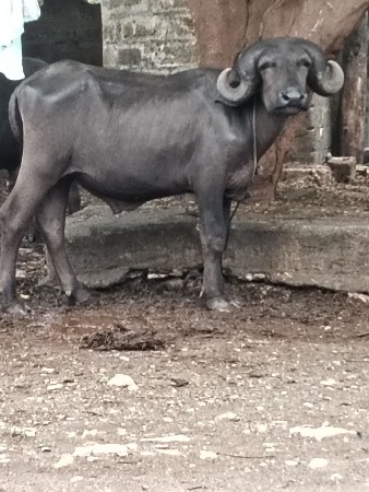 પાડો વેચવાનો સે