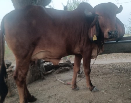 ગાય વેચવાની છે