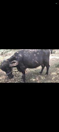 ભેંસ 4વેતર પાડી 2