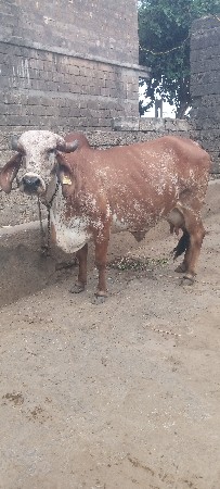 ગાય વેચવાની છે
