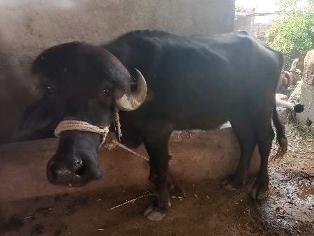 એક ભેંસને  બે ખડેલુ વેચવાના છે