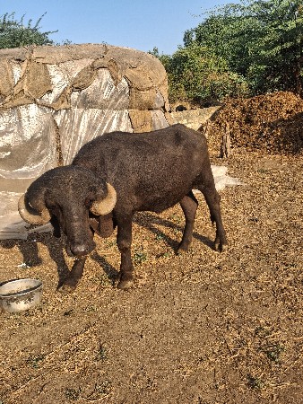 પાડો વેચવાનો છે