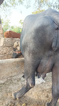 ભેંસ વેચવાની છે