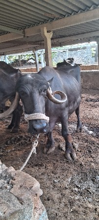 3 ભેંસ વેચવાની છે