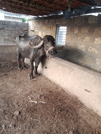 વેચવાનિછે