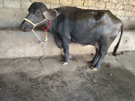 પાંચ પાંચ5 લીટર દૂધ