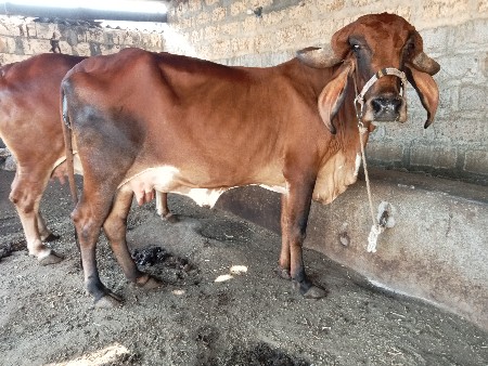 hodki vechvani che