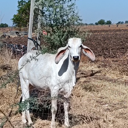 vachadi